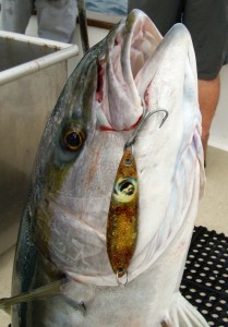 Big yellowtail on the Bait Wraps jig