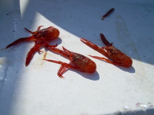 Red crabs