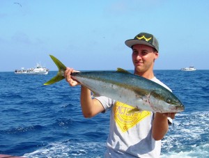 Yellowtail