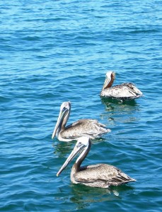 Pelicans waiting for fillet scarps