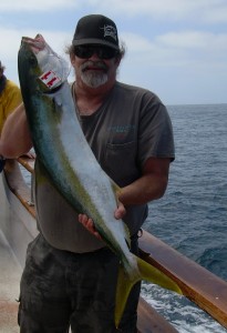 Danny's yellowtail