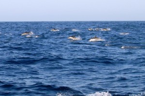 Dolphin pod