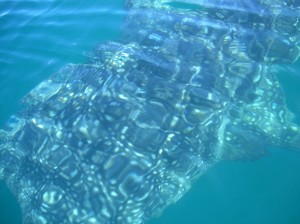 Whale shark