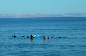 Snorkeling with Whale Sharks