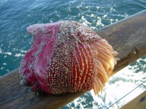 Odd catch of the day: An Anenome