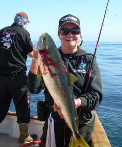 Yellowtail on the Sardine